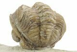 Enrolled Kainops Trilobite - Black Cat Mountain, Oklahoma #376953-1